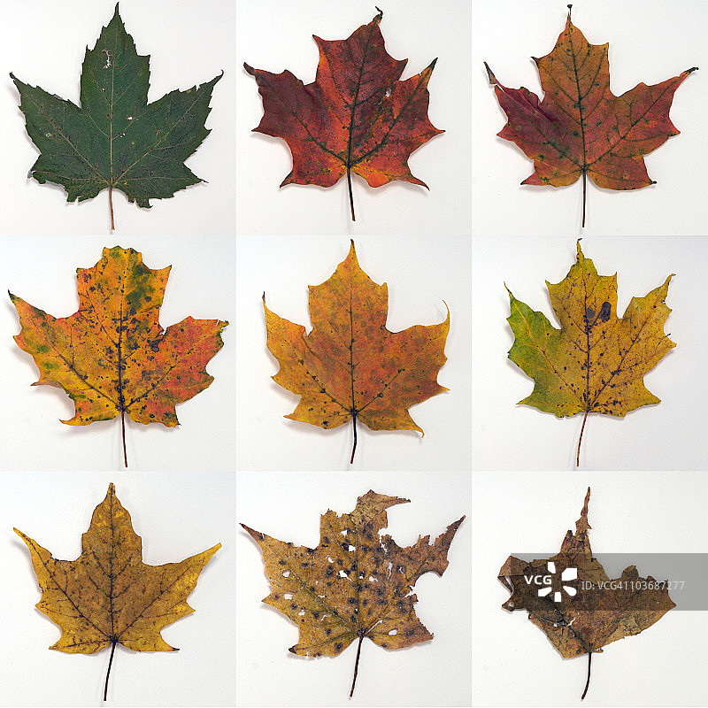 生命周期图片素材