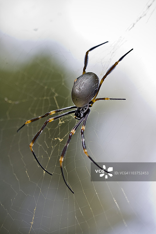 金色球体蜘蛛图片素材