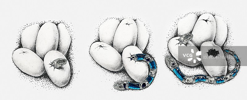蛇从蛋中孵化插画，多重图像图片素材