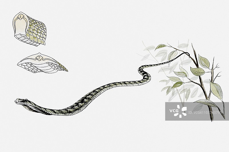 飞蛇（Chrysopelia ornata）插画图片素材