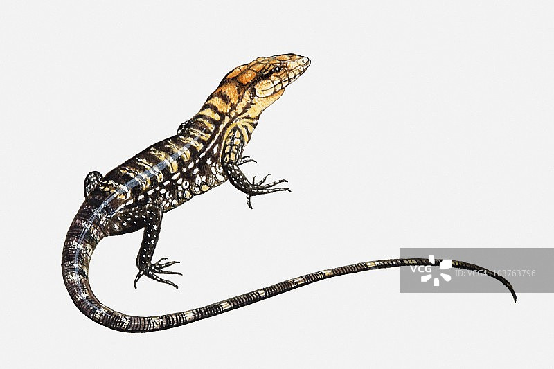 蜥蜴插画图片素材