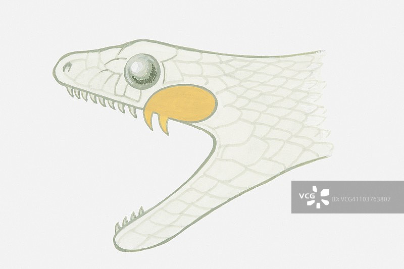 毒牙藤蛇头部和嘴部插画图片素材