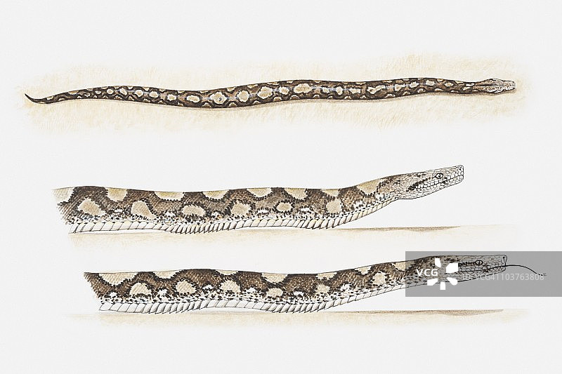 蟒蛇爬行移动的插图图片素材