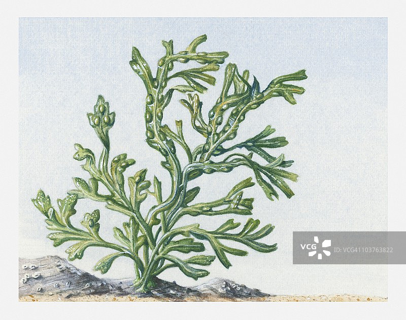 水中墨角藻海藻插画图片素材