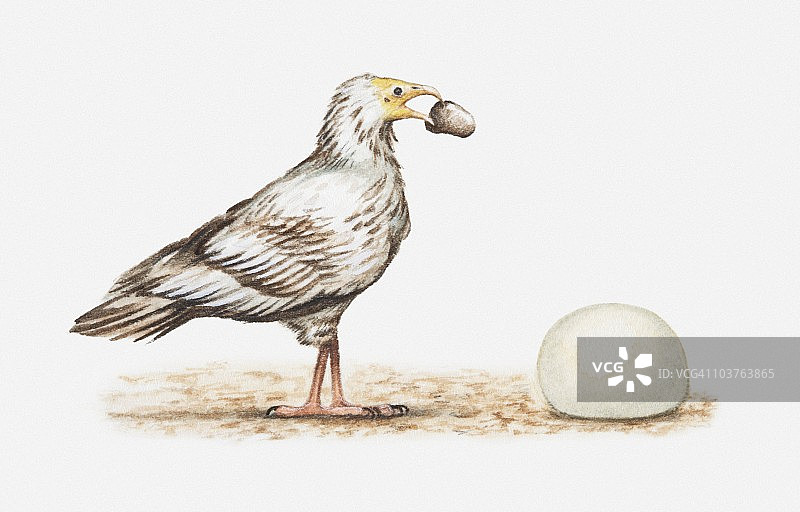 埃及秃鹫用石头敲开鸵鸟蛋的插画（侧视图）图片素材