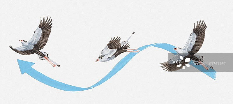 蛇鹫飞行运动插画图片素材