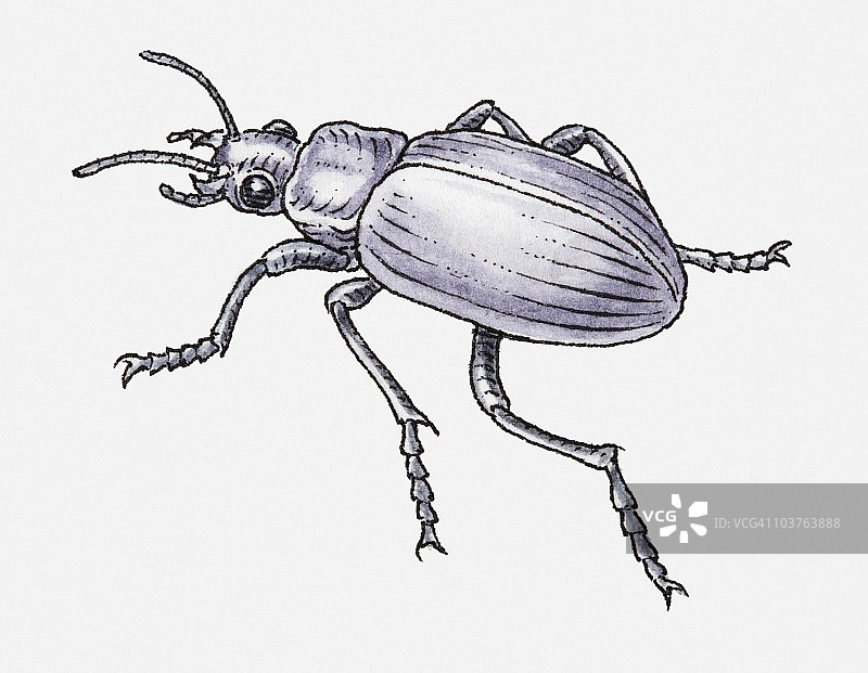 黑白插画：普通黑地甲图片素材