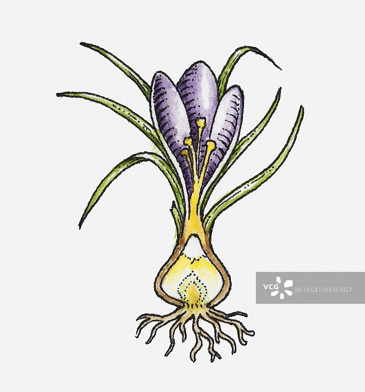 横截面 showing 紫色花、雄蕊、叶子、球茎和根的鸢尾花插图图片素材