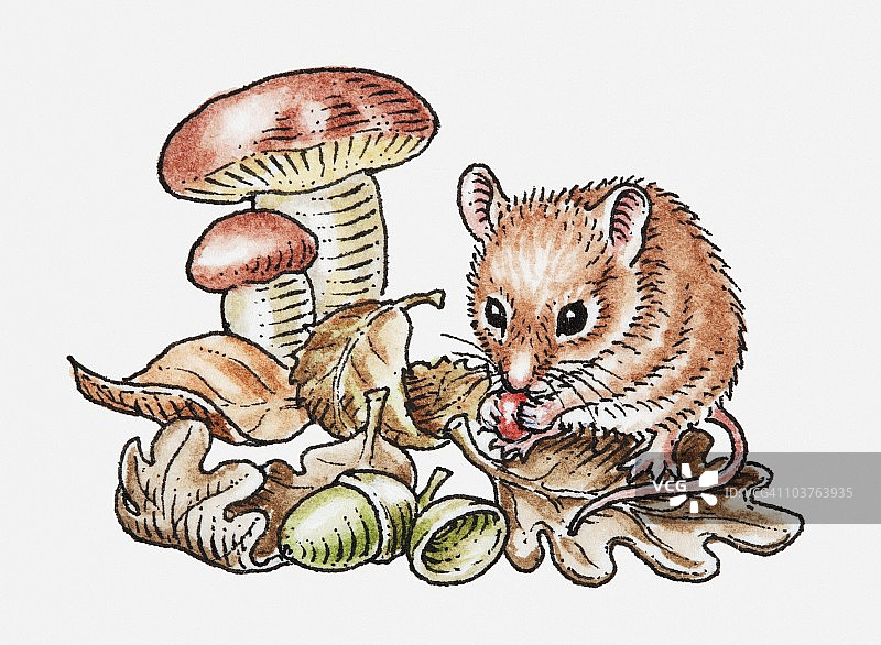 林鼠食用红莓插画图片素材