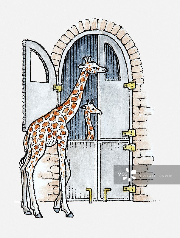 雌性长颈鹿及其幼崽插画图片素材