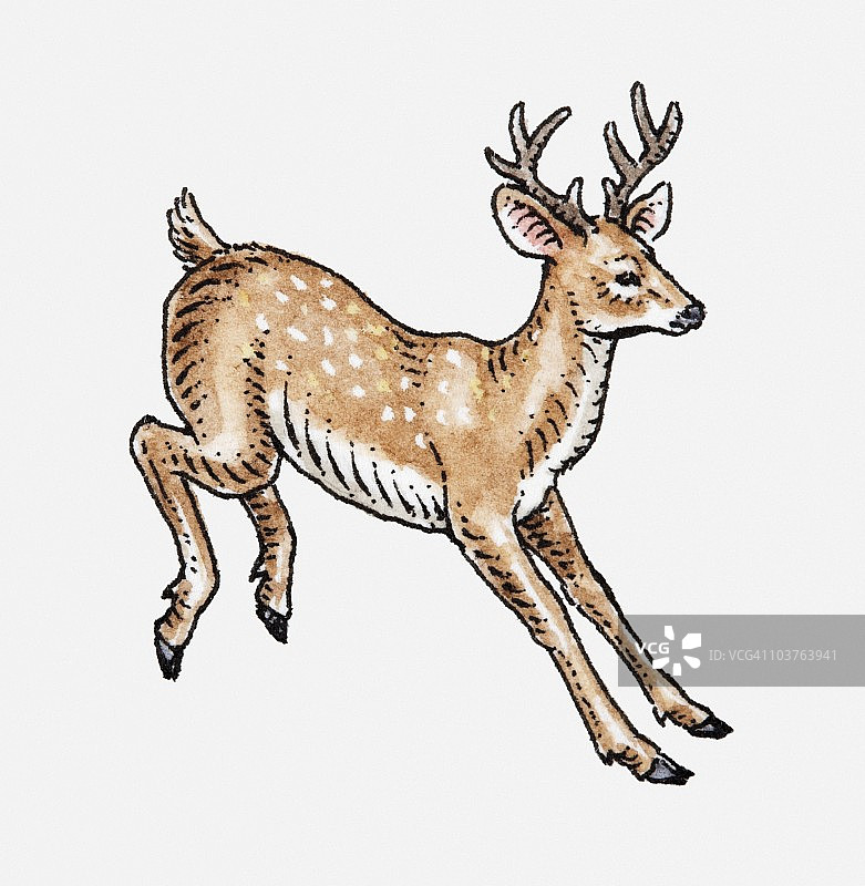 小鹿插画图片素材