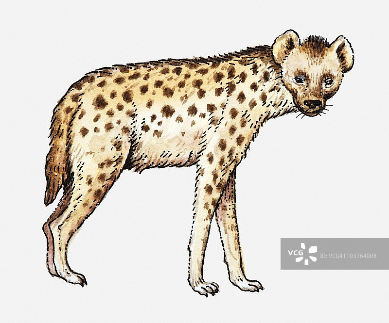 向前看的斑鬣狗插图图片素材