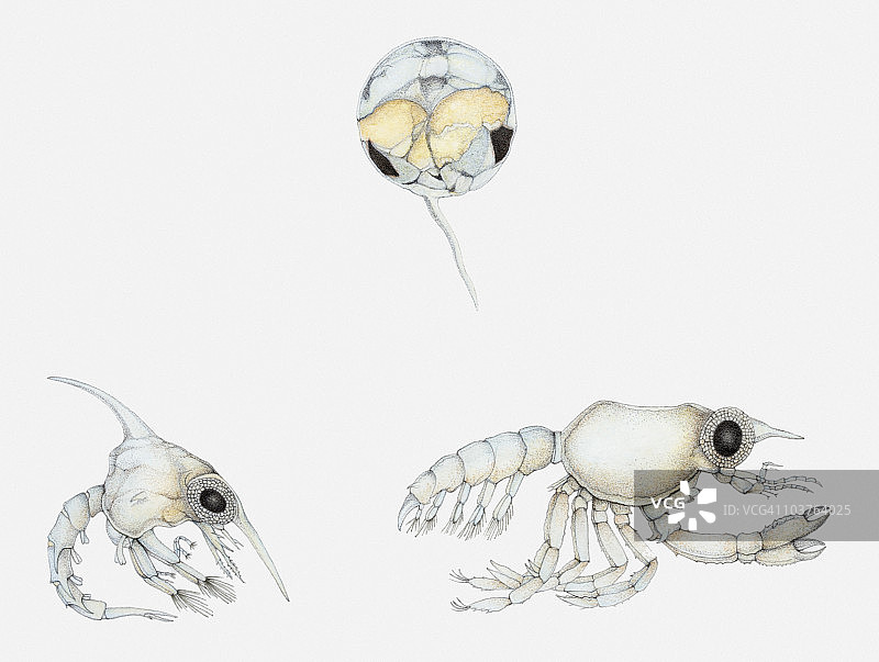 螃蟹生命周期各阶段插画：卵、蚤状幼体和大眼幼体图片素材