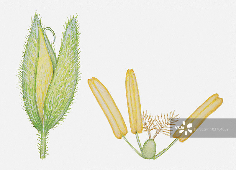 全株绒毛草花头、花药、柱头和子房插画图片素材