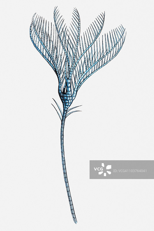 海百合插画图片素材