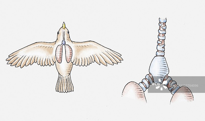 鸣禽呼吸系统插画：气管、鸣管和肺图片素材