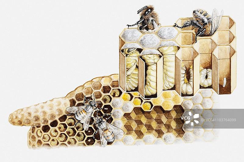 蜂箱横截面插画，显示充满花粉、蜂蜜和蛹的蜂房，以及在特大蜂房中发育的新蜂王图片素材