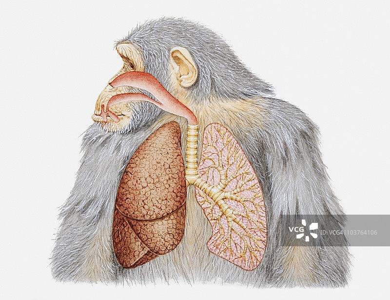 黑猩猩的肺和呼吸系统插画图片素材