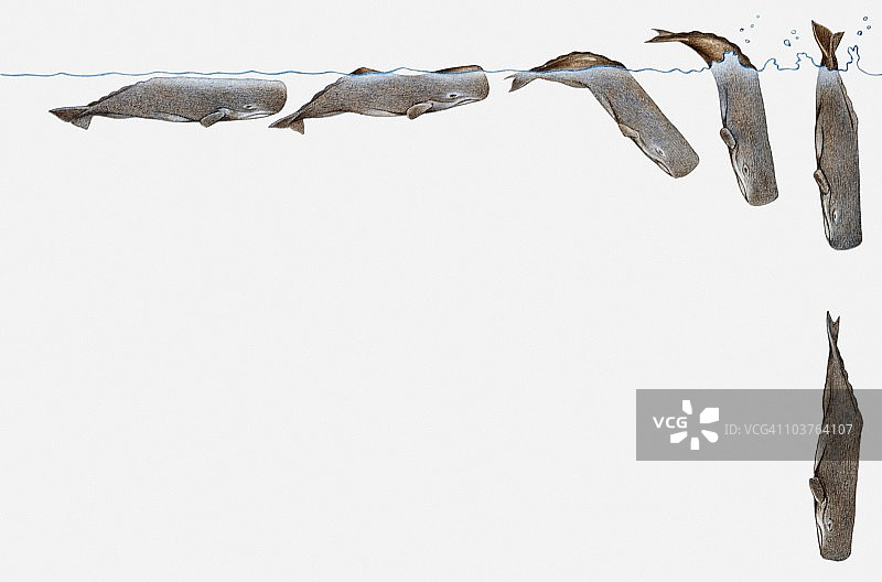 潜水中的抹香鲸插画图片素材
