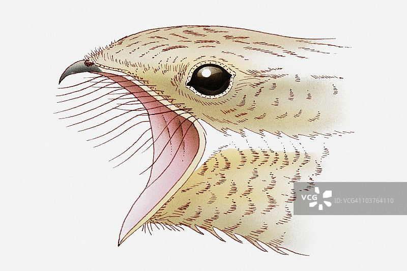 夜鹰插画：张开的喙显示出捕捉昆虫的刚毛图片素材