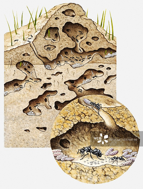 花园黑蚁巢穴内隧道系统横截面图图片素材