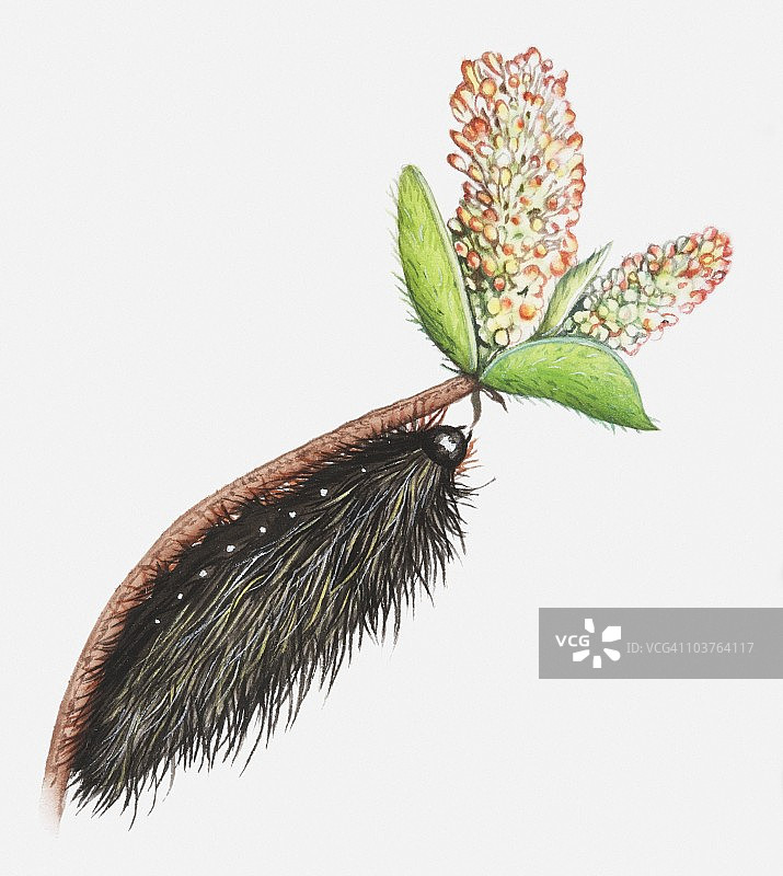 虎蛾毛虫啃食北极柳插画图片素材