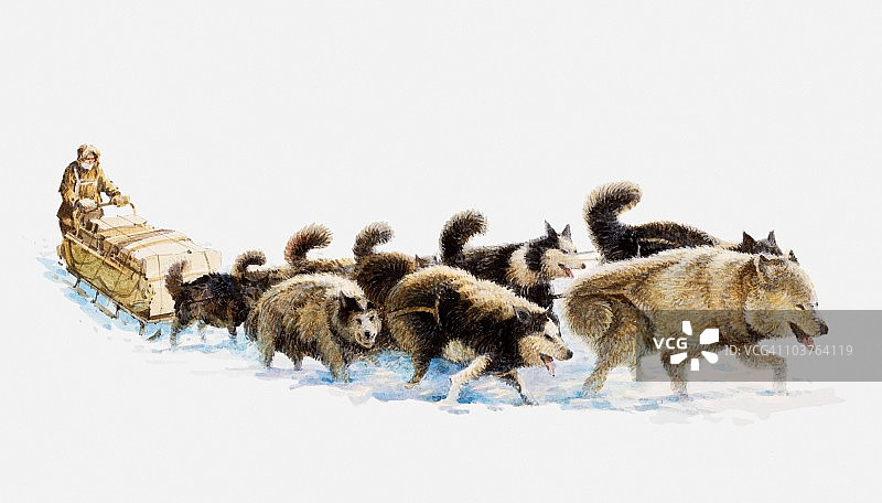 乘坐由哈士奇拉的雪橇的南极探险家图解图片素材