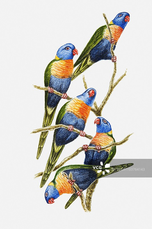 彩虹鹦鹉栖息在树枝上的插画图片素材