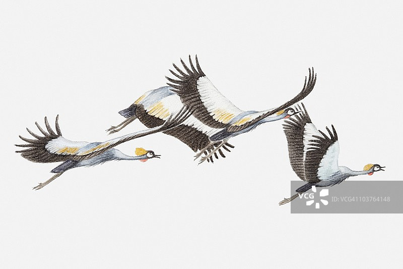 一群灰冕鹤（Balearica regulorum）飞行侧视图插画图片素材