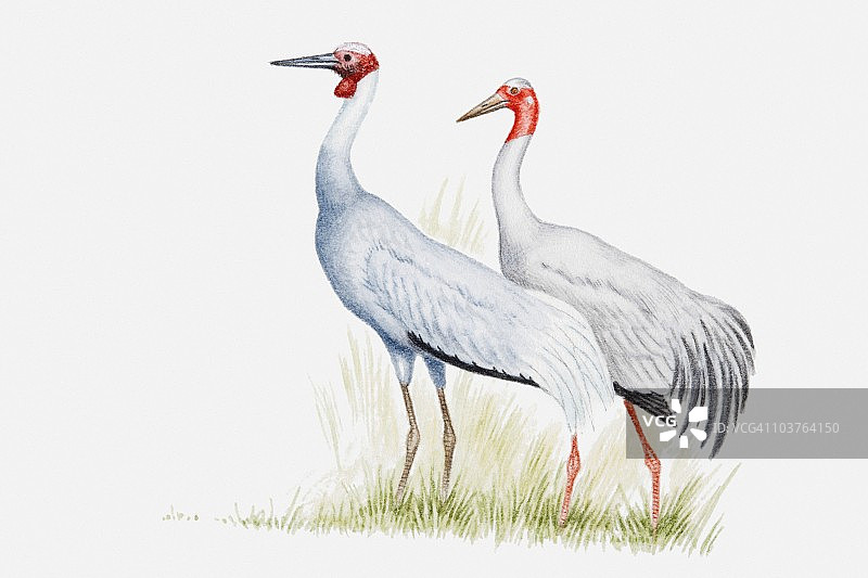 一对灰鹤的侧视图插画图片素材