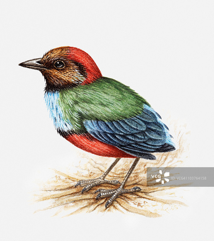 蓝胸八色鸫（红腹八色鸫）侧视图插画图片素材