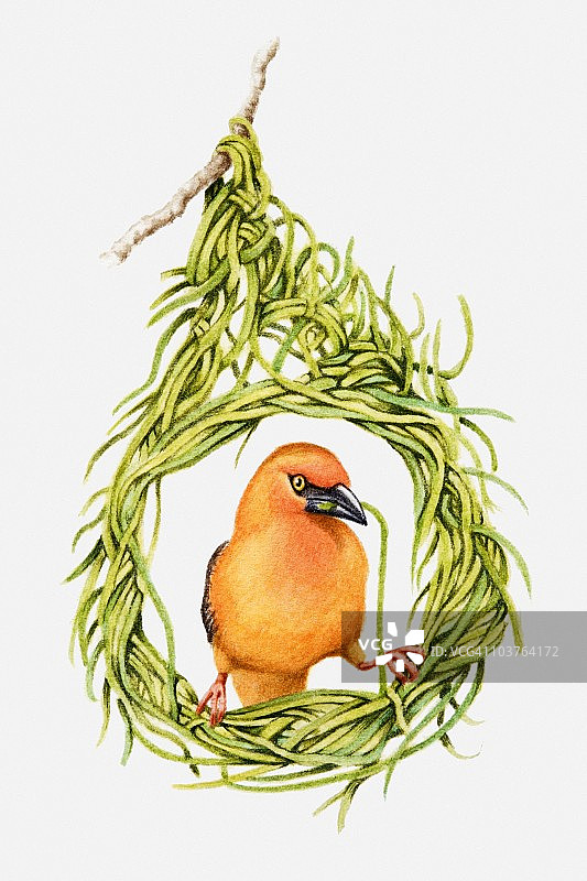 雄性织巢鸟筑巢插画图片素材