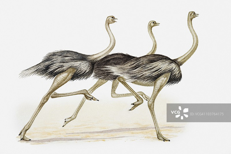 三只奔跑的鸵鸟插画图片素材