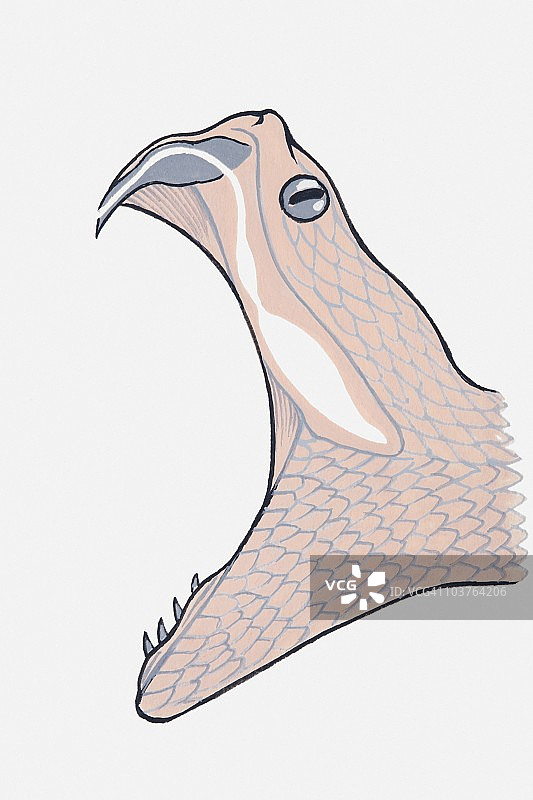 毒蛇的嘴巴插画图片素材