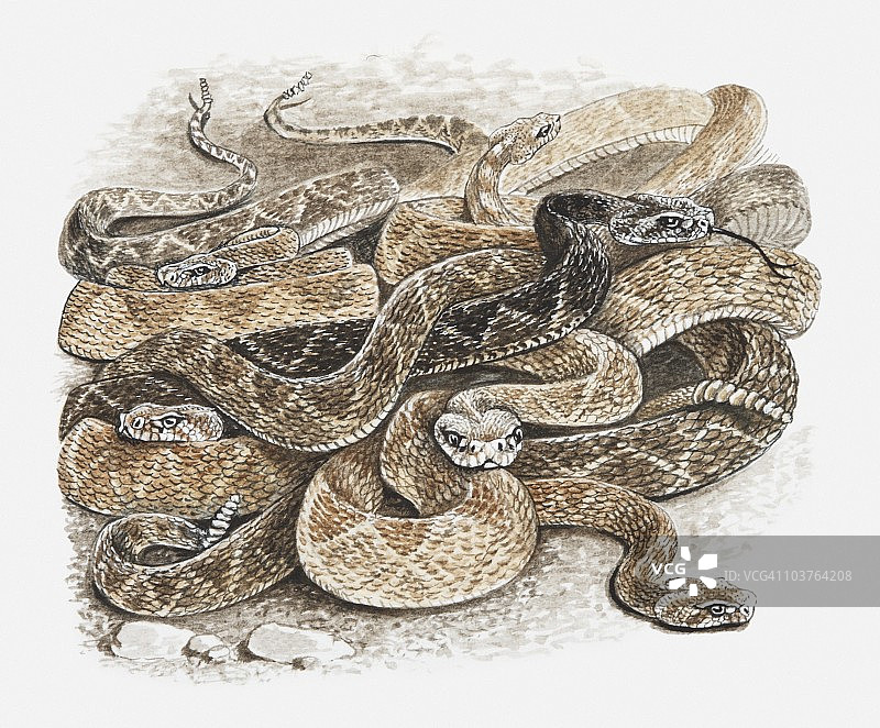 冬眠的响尾蛇群插画图片素材