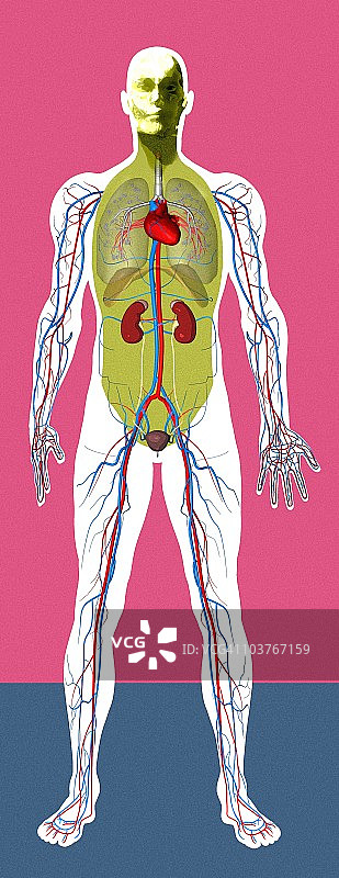 人体解剖学、艺术品图片素材