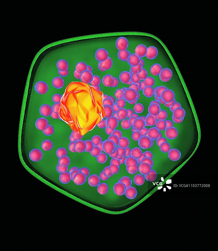 植物细胞艺术作品图片素材