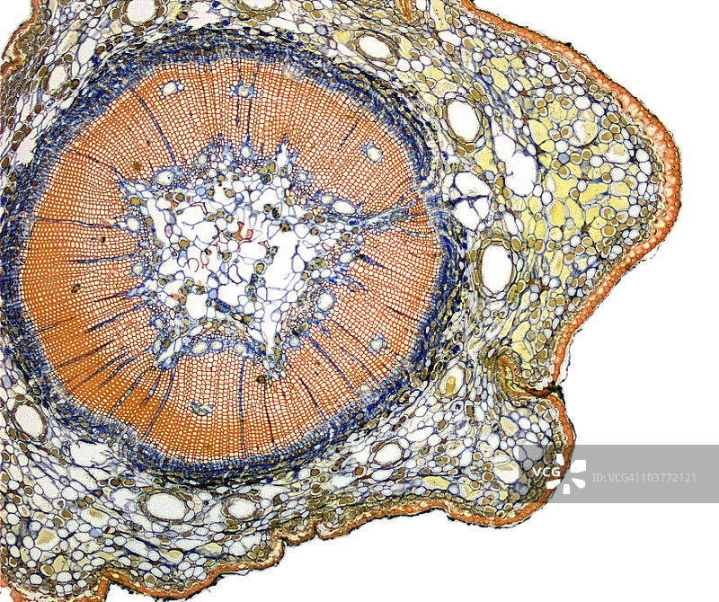 幼松树茎的显微照片图片素材