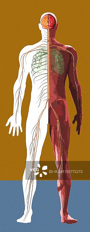 人体解剖学、艺术品图片素材