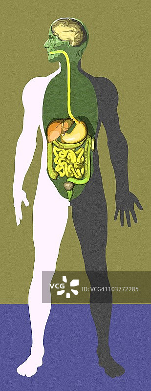 消化系统，艺术作品图片素材