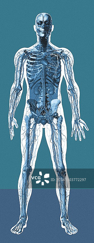 人体解剖学、艺术品图片素材