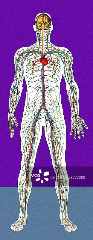 循环系统艺术作品图片素材