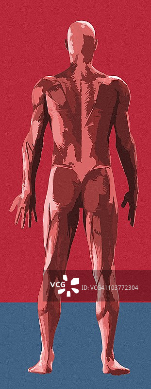 肌肉组织，艺术作品图片素材