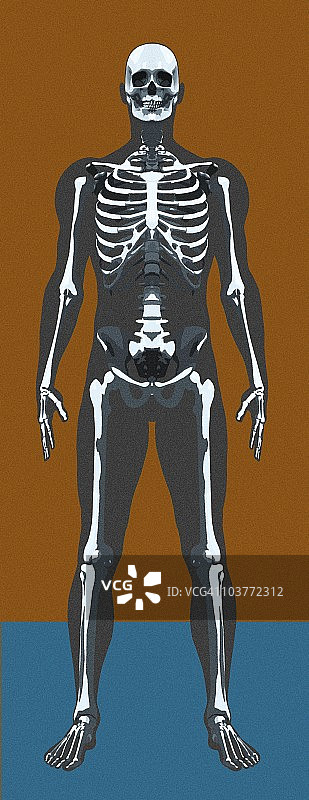 骷髅艺术作品图片素材