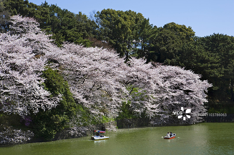 在千鸟渊划船，两岸是樱花，这里曾是江户城的东北护城河，现在是北之丸公园图片素材
