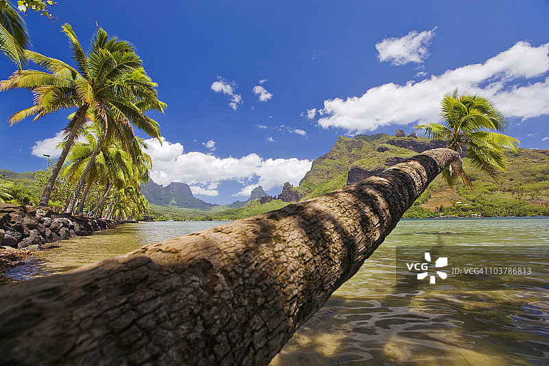 库克湾水上棕榈树，背景是罗图伊山，地平线上是托希亚山图片素材