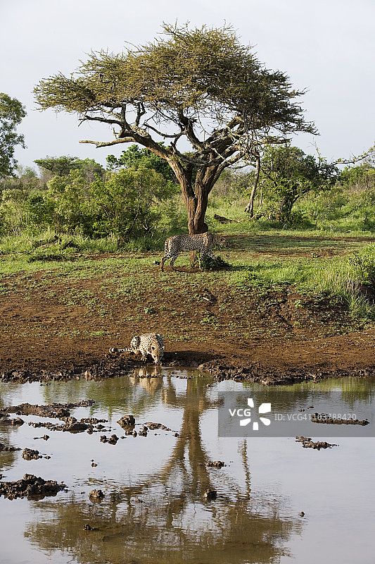 辛达野生动物园中，在水坑边看到的猎豹图片素材