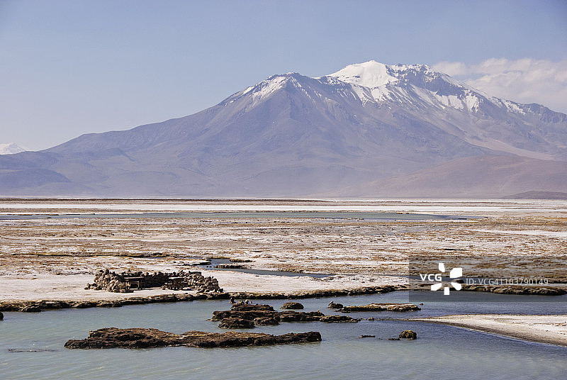 智利苏里雷盐湖的麋鹿图片素材
