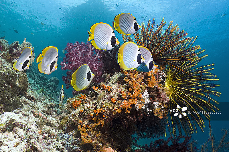 有热带鱼的珊瑚礁场景图片素材