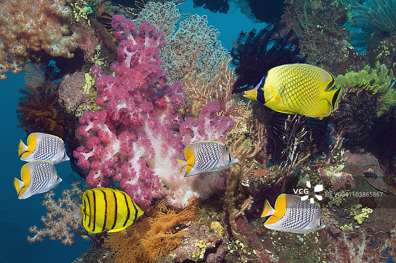 有热带鱼的珊瑚礁场景图片素材